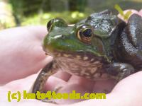 /home//u458753944/public_html/sourcegallery///Frogs/Mixed frogs/P1070621.JPG